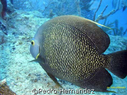 French Angelfish. Humacao, Puerto Rico by Pedro Hernandez 
